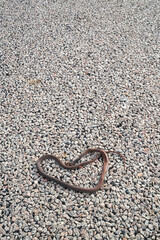 Dead sneak on a road in Northern Australia, roadkill
