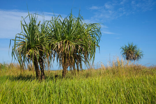 Pandanus trees in the Northern Territory of Australia