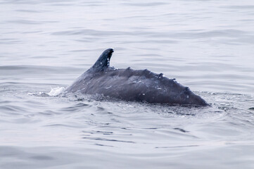 Dorsal fin of a surfacing whale, in Walvis Bay, Namibia.