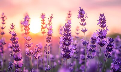 Naklejka premium Lavender Field at Sunset