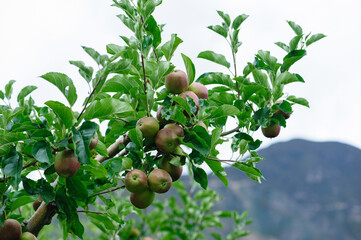 Obraz premium Apples grow on tree in summer