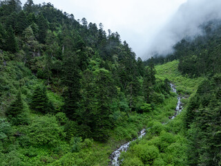 Aerial view of beautiful forest landscape