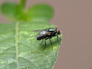 Flesh flies or Sarcophaga land on leaves