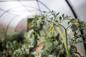 A new greenhouse made of polyethylene and polycarbonate with new beds of wood-polymer composite...