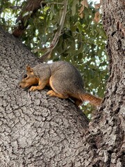 squirrel on a tree