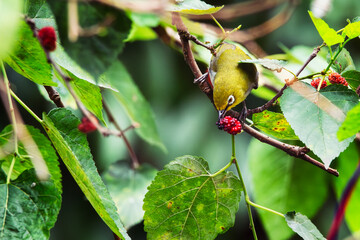 White-eye bird looking for food