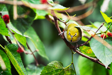 White-eye bird looking for food