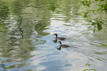 Great chested grebe family in pond in summer