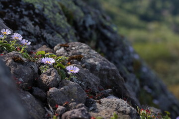 ミヤマアズマギクが逞しく花を咲かせる、荒々しい白樺山の岩場