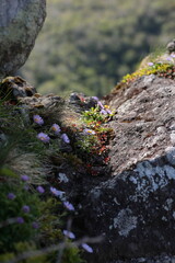 ミヤマアズマギクが逞しく花を咲かせる、荒々しい白樺山の岩場