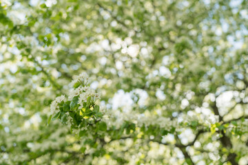 apple blossom in early summer closeup flowers
