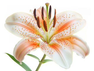 A single white lily with orange speckles and a green stem, isolated on a white background.