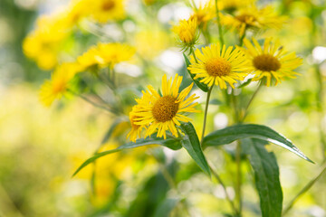 Obraz premium Yellow flowers blooming beautifully in the park