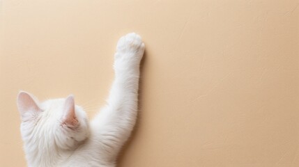 White cat leg from above on beige floor with space for text