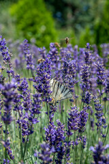 Scarce swallowtail (Iphiclides podalirius) drinking nectar from lavender flowers.
