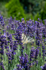 Scarce swallowtail (Iphiclides podalirius) drinking nectar from lavender flowers.