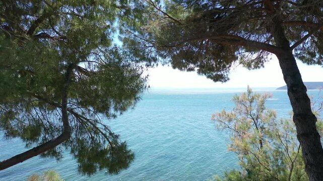 Video from a drone flying smoothly through the branches of pine trees to the open sea on a sunny summer day, the coast of Istres, Provence, France