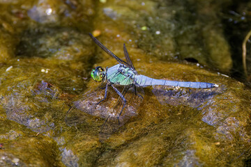 Eastern Pondhawk
(Erythemis simplicicollis) often preying on other dragonflies their size. They are the only skimmer species with a green face