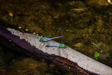Eastern Pondhawk
(Erythemis simplicicollis) often preying on other dragonflies their size. They are the only skimmer species with a green face