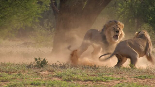  Large Male Lion Chases and Fights Lioness