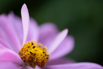 Blooming Cosmos bipinnatus (garden cosmos or Mexican aster) flower. Focus on the yellow center of the flower and some petals © Henk Vrieselaar