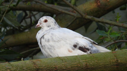 White bird perched on a branch