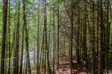 Pine tree Forest inside the Cascade Falls Regional Park located Northeast of Mission, BC, Canada
