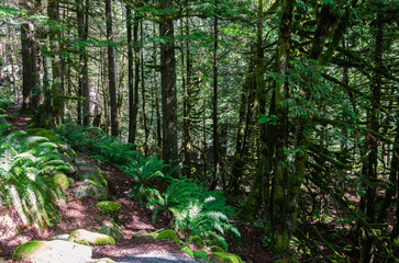 Inside a dense pine tree forest with streams, large moss covered pine trees, and bio diversity
