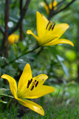 Bright bloom of Lilium 'Yellow County' flowers or Asiatic lilies with green foliage in a garden