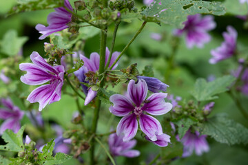 Common mallow or Malva sylvestris flowers in a garden. Selective focus