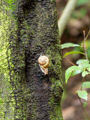 木の幹を這うカタツムリ
