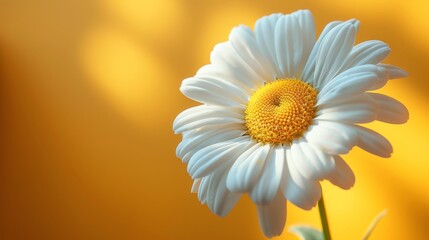 Naklejka premium Close-up of a white daisy flower in bright sunlight on a yellow background