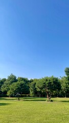 맑은 하늘, 나무와 잔디밭