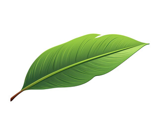 Fototapeta premium Stock photo of a single green leaf isolated on a white background. Perfect for nature-related projects and green-themed designs.