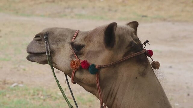 Close-up of camel head (dromedary) grazing in Punjab, Pakistan. A very close up of a beautiful camel. His brown mane sways in the wind. His ears move around. Beautiful slow motion 4k footage.