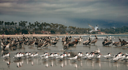 flock of pelicans on the Santa Barbara  beach