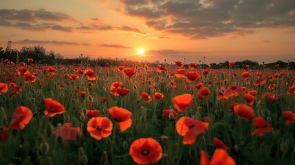 Fototapeta premium A field of red poppies with the sun setting in the background