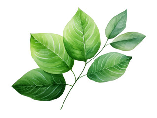 Watercolor painting of fresh green leaves on branch, isolated on white background. Botanical art, nature illustration, vibrant color.