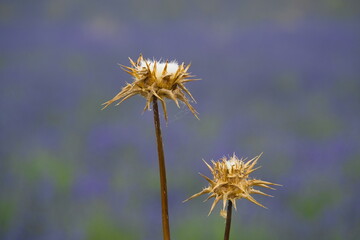 Obraz premium dry thistle in a lavender field