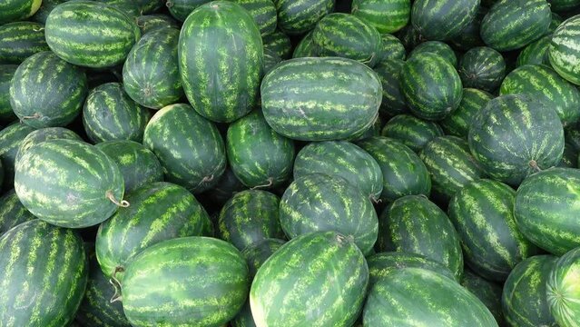 A pile of striped watermelons