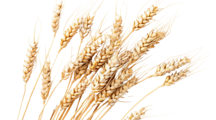 Ripe dry wheat on white background