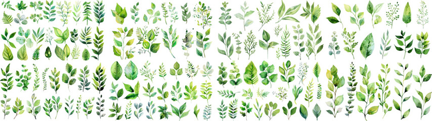 Green watercolor leaves on isolated background	