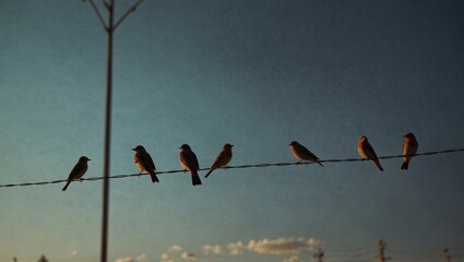 birds in the sky