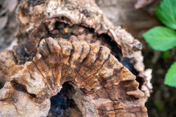 wooden tree surface close-up