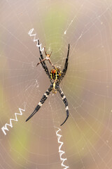 Female spiders are considerably larger than males. The scientific name for this spider is Argiope amoena.