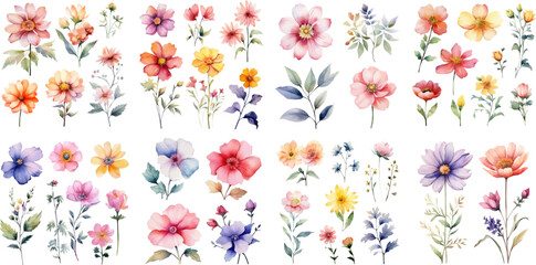 Fototapeta premium Set watercolor elements of floral; collection. leaves, branch, botanic, garden flowers, eucalyptus, wedding floral design, invitation, cloth.