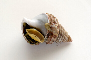 Naklejka premium つぶ貝