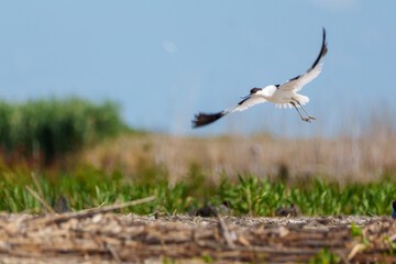 Obraz premium Pied avocet landing