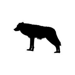 Wolf sitting or standing on white background 