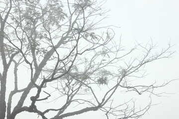 branches of a tree in daylight full of sunshine silhouette
